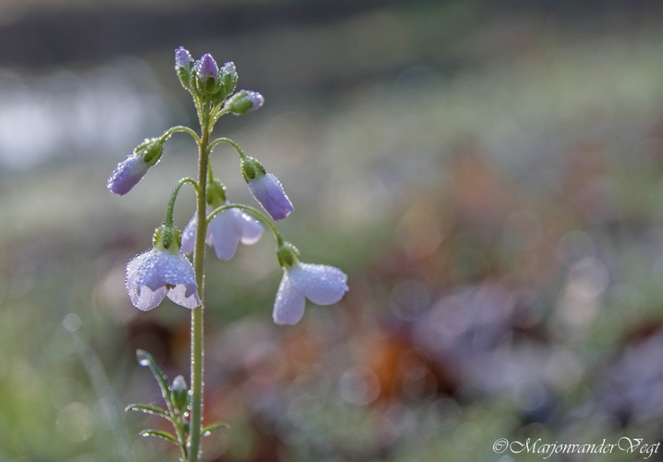 Pinksterbloem - Planten - Pinksterbloem