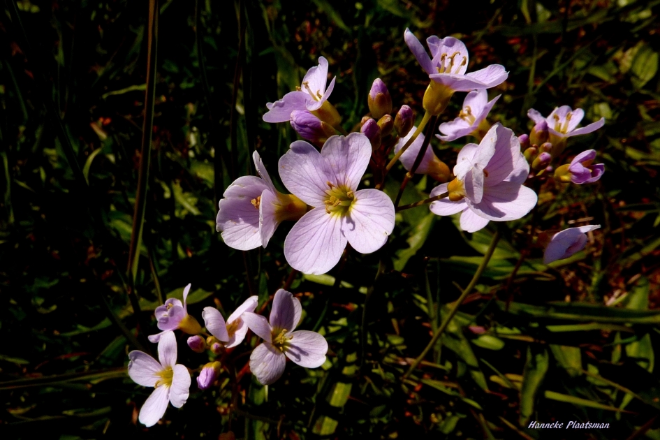 Pinksterbloemen - Planten - 