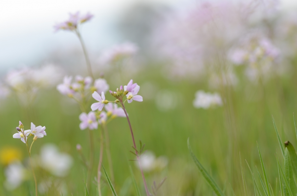 Pinksterbloemen - Planten - Pinksterbloem