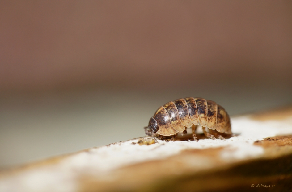 Pissebed - Geleedpotigen - 