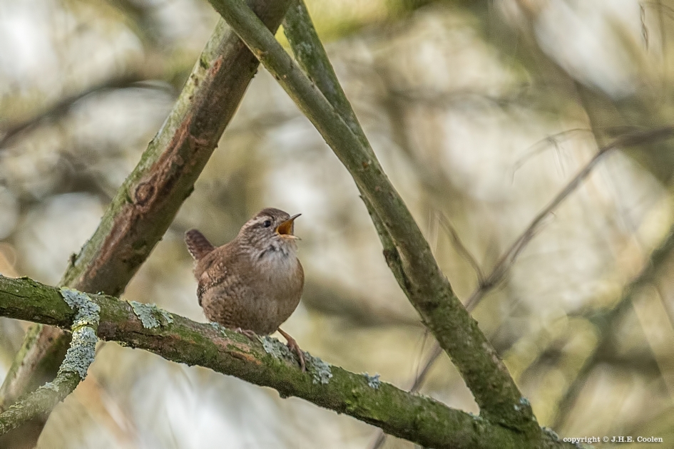 Podium - Vogels - Winterkonink