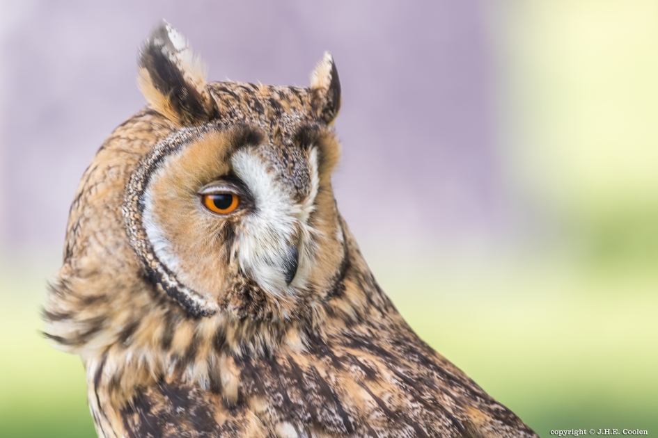 Portret van.... - Vogels - Ransuil