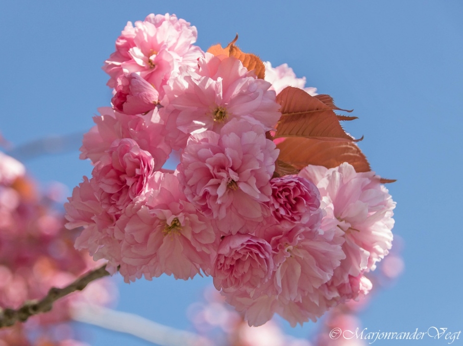 Pretty in pink - Planten - japanse sierkers