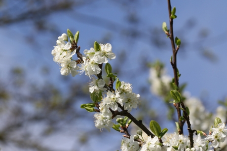 Pruimenbloesem