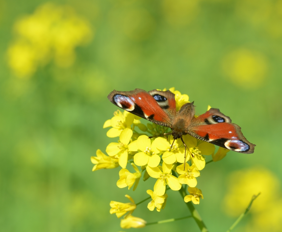 Raapzaad en Dagpauwoog - Planten - Raapzaad