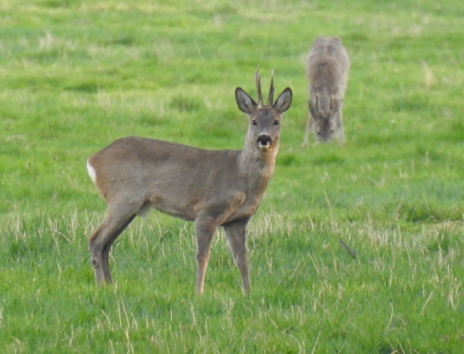 Reebokken in de Engbertdijksvenen - Zoogdieren - Ree