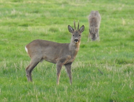 Reebokken in de Engbertdijksvenen