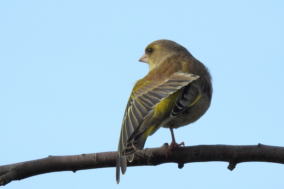 Rekken en strekken - Vogels - Groenling