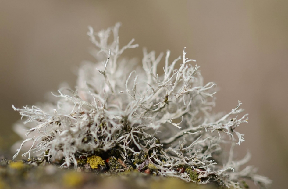Rendiermos - Planten - Rendiermos sl.