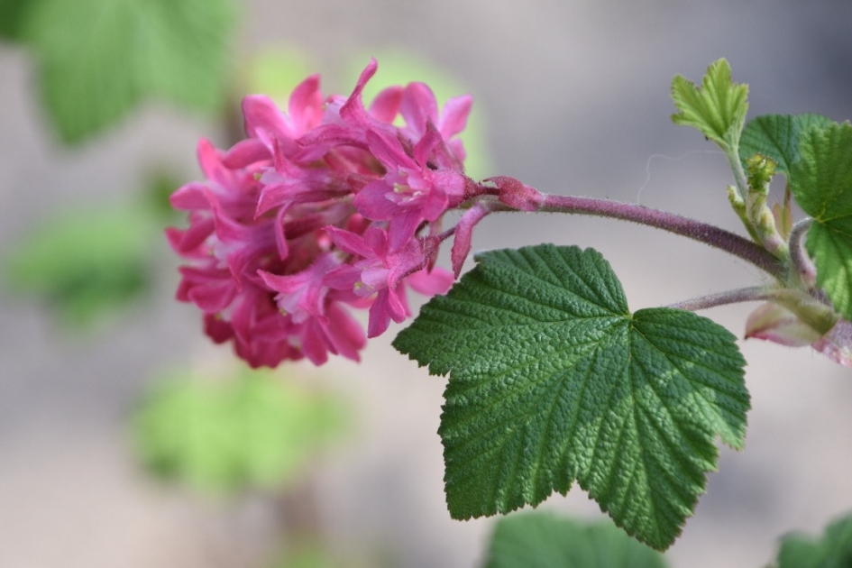 Ribes - Planten - 