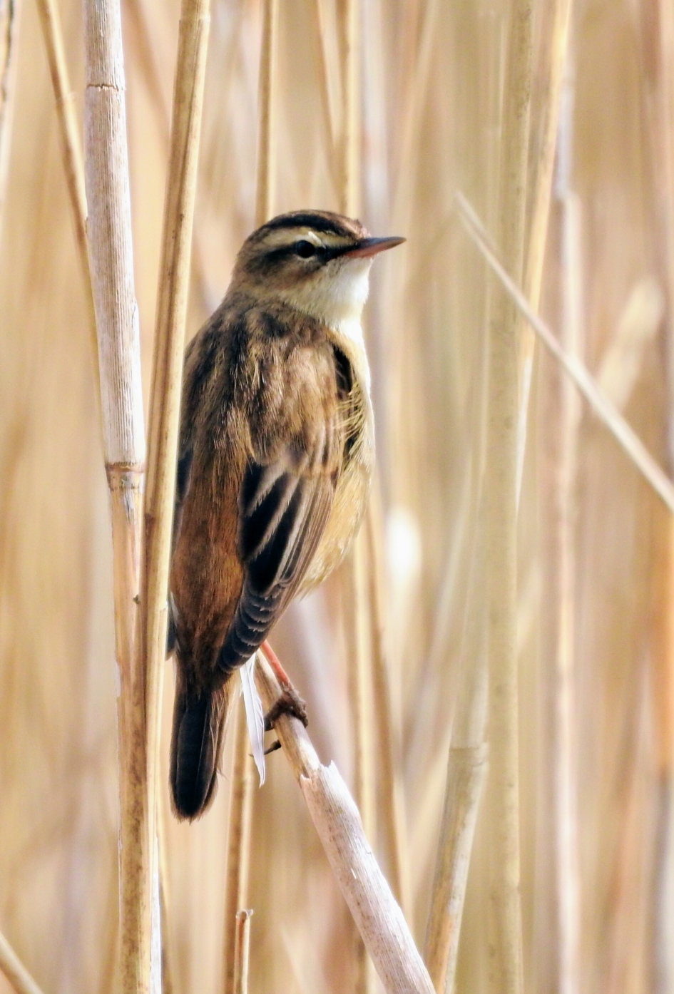Rietzanger - Vogels - Rietzanger