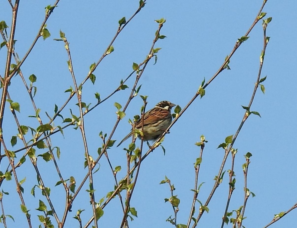 Rietgors  mannetje - Vogels - Rietgors