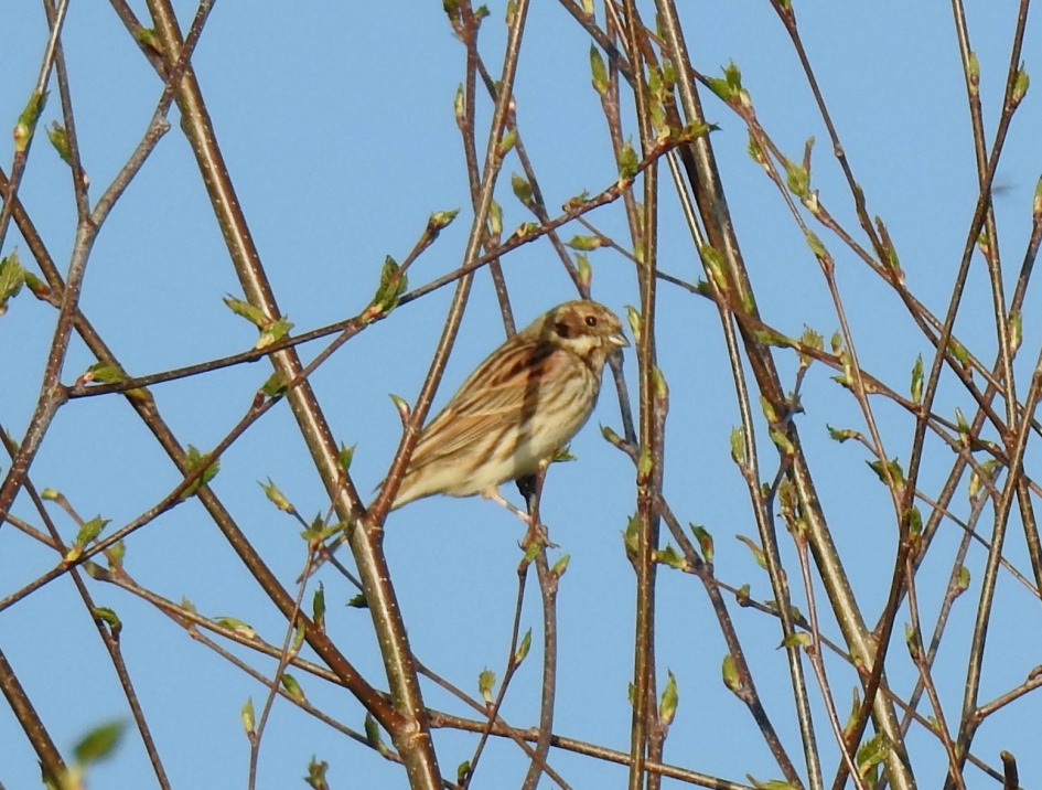 Rietgors vrouwtje - Vogels - Rietgors