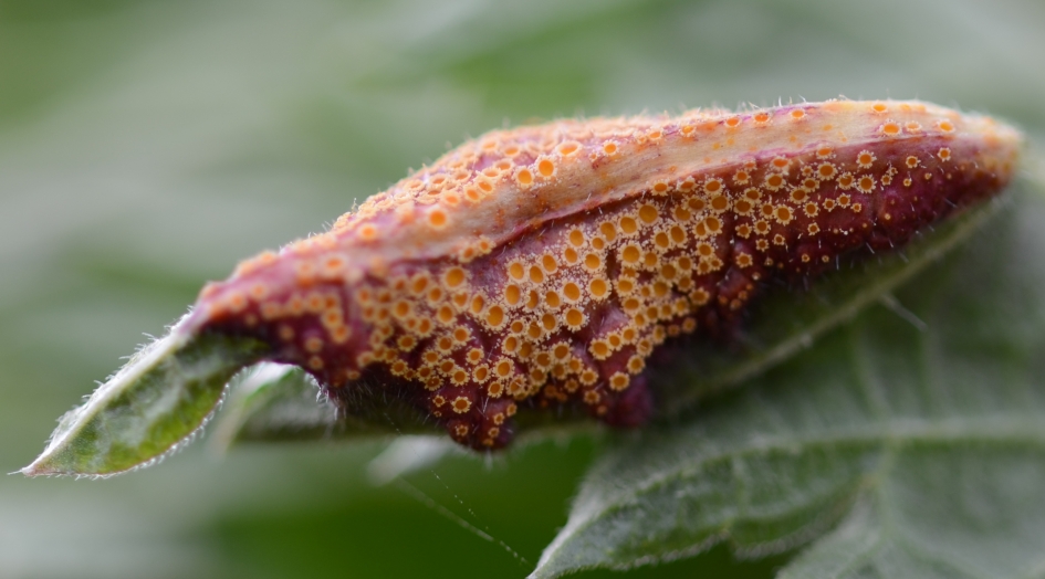 Roest op Brandnetel - Schimmels - Brandnetel-zeggeroest