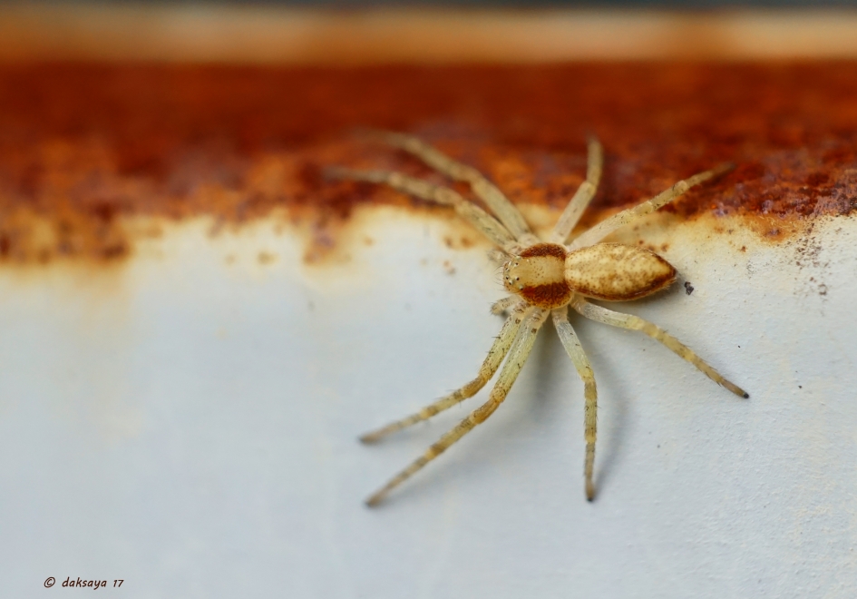 Roestplek - Geleedpotigen - 