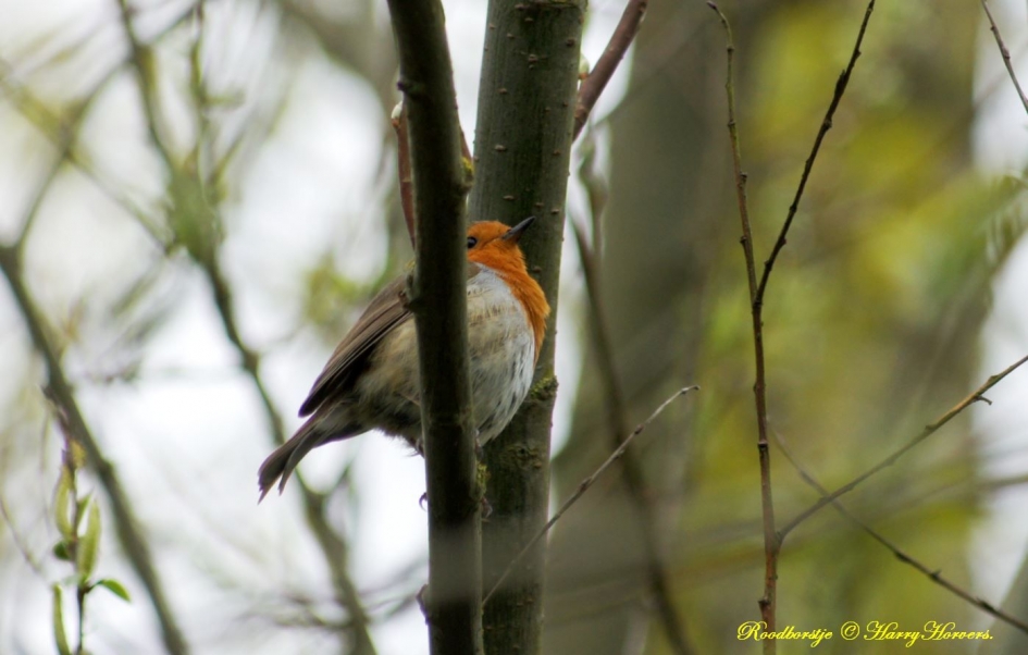 Roodborstje - Vogels - Roodborstje