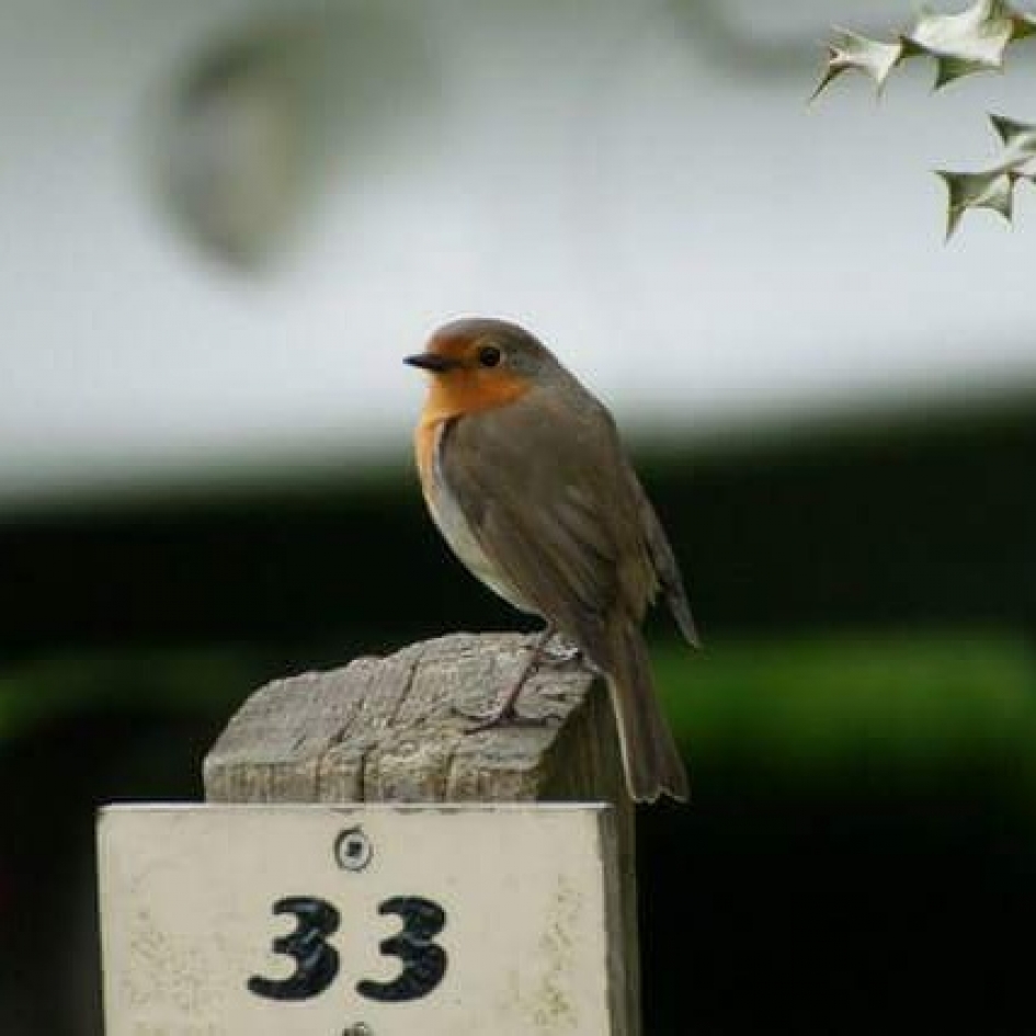 Roodborstje - Vogels - 