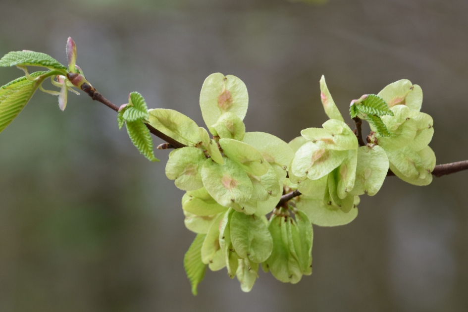 Ruwe iep - Planten - 