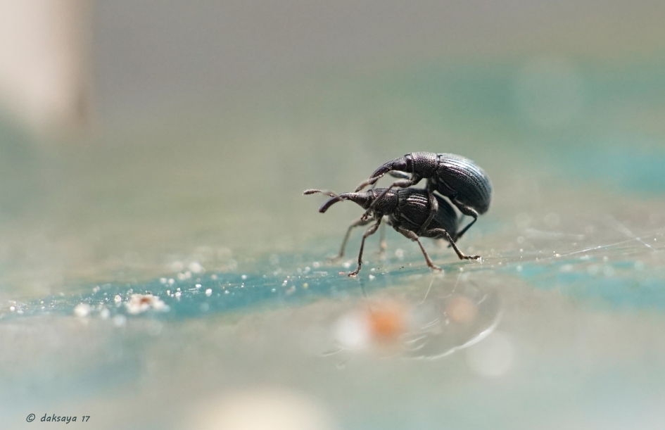 Saampjes - Geleedpotigen - 