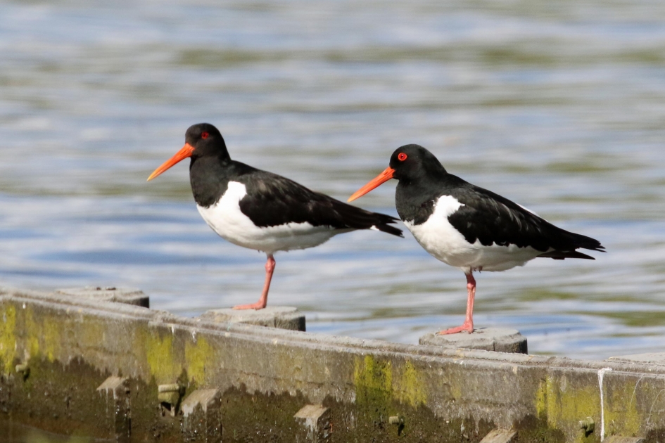 Samen yoga - Vogels - Scholeksters