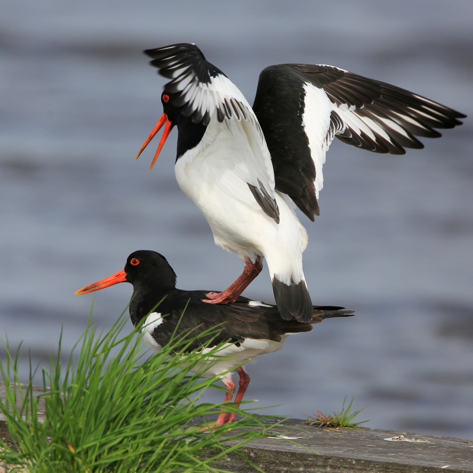 Scholekster - Vogels - Scholekster