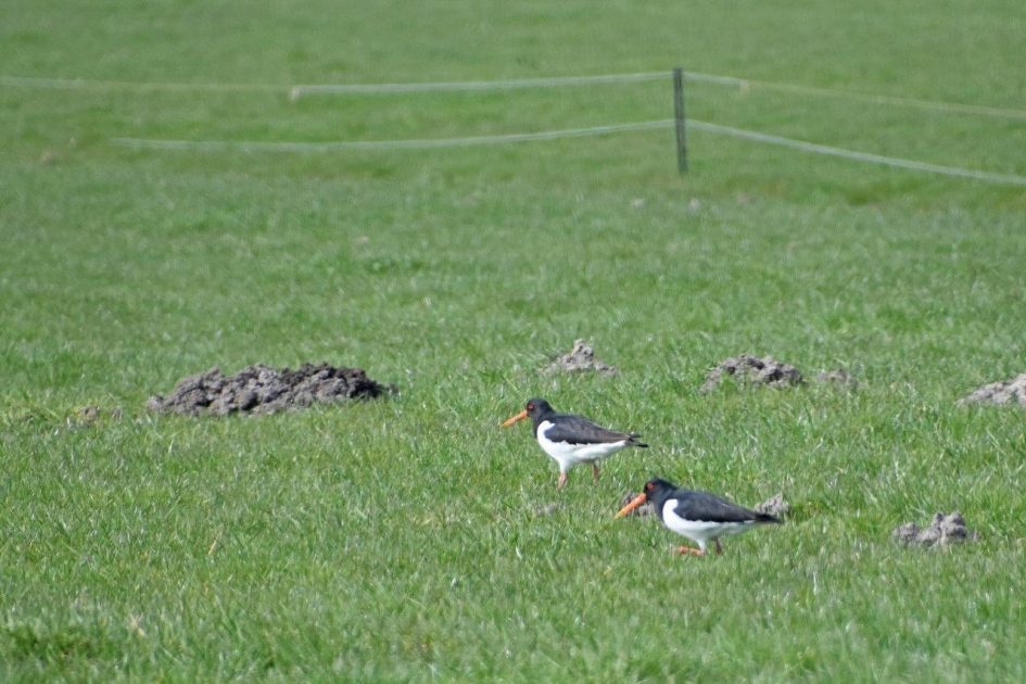 Scholeksters - Vogels - 