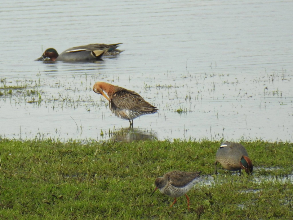 Schoolplaat van Jetses - Vogels - Tureluur, grutto en wintertalingen
