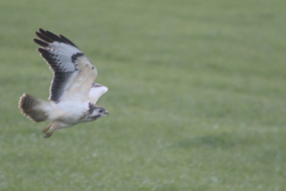 schoolslag-buizerd - Vogels - buizerd