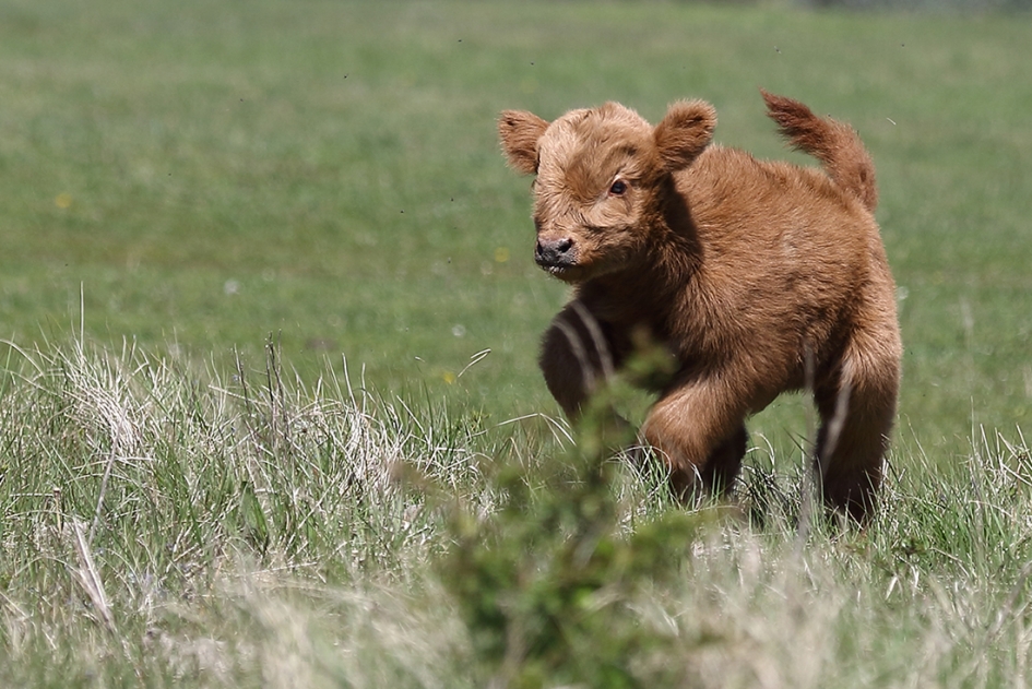 Schotse hooglander -onvolwassen- - Zoogdieren - 