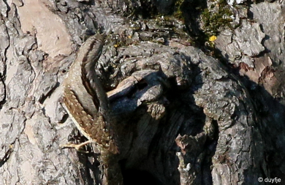 schutkleur - Vogels - Draaihals