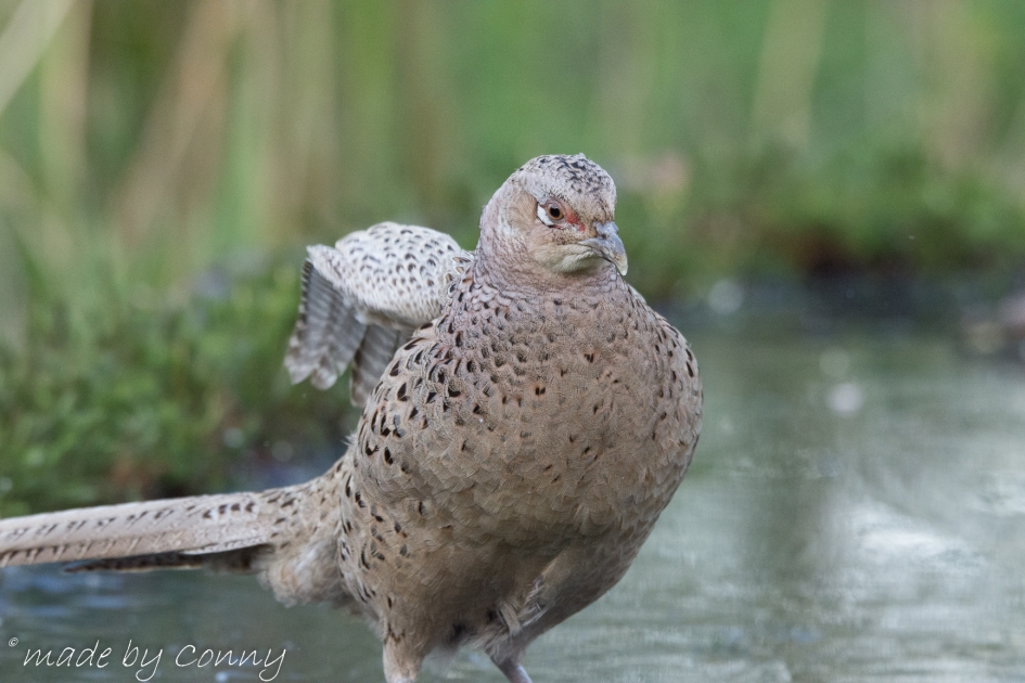 showing off - Vogels - Fazant