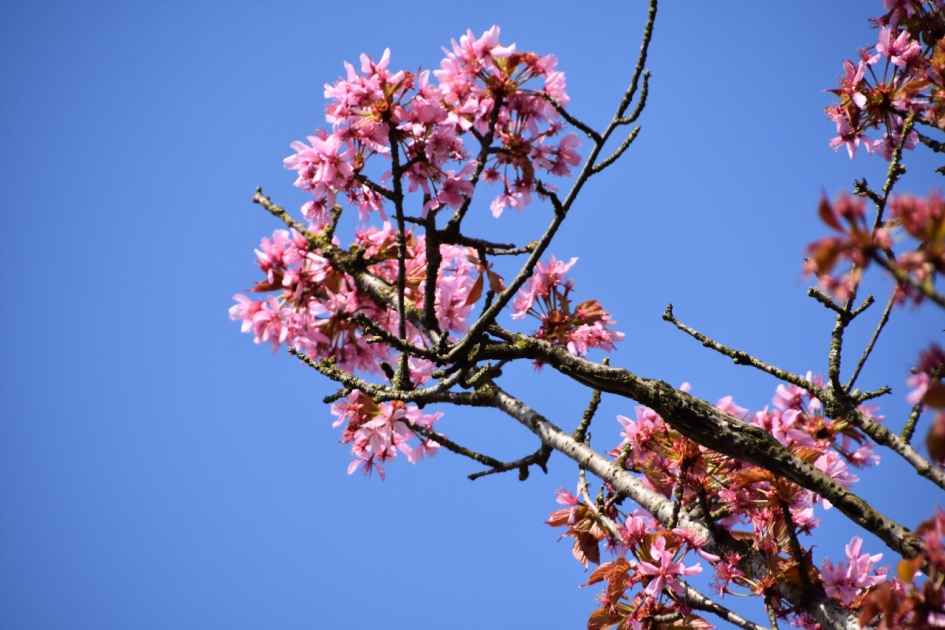 Sierkers.. - Planten - 