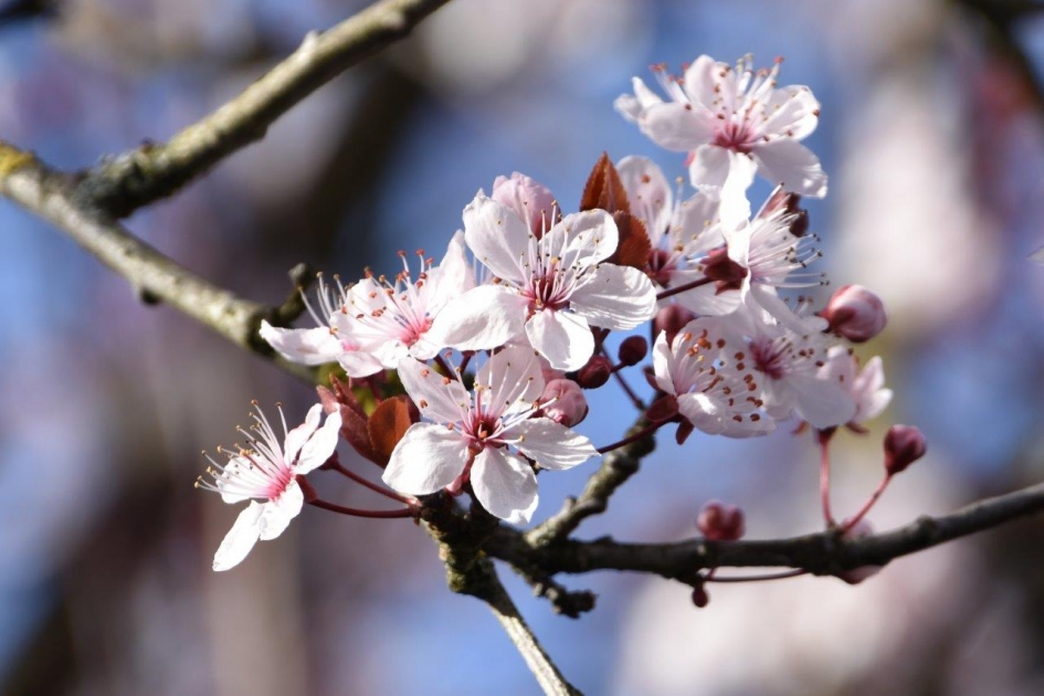 Sierkers - Planten - 