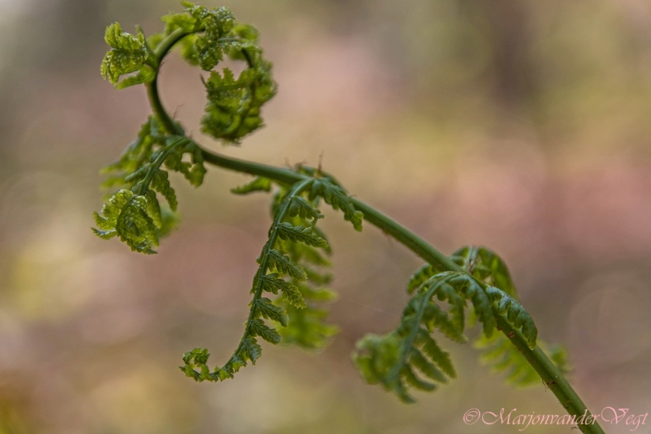 Sierlijk Pasen toegewenst - Planten - Varen