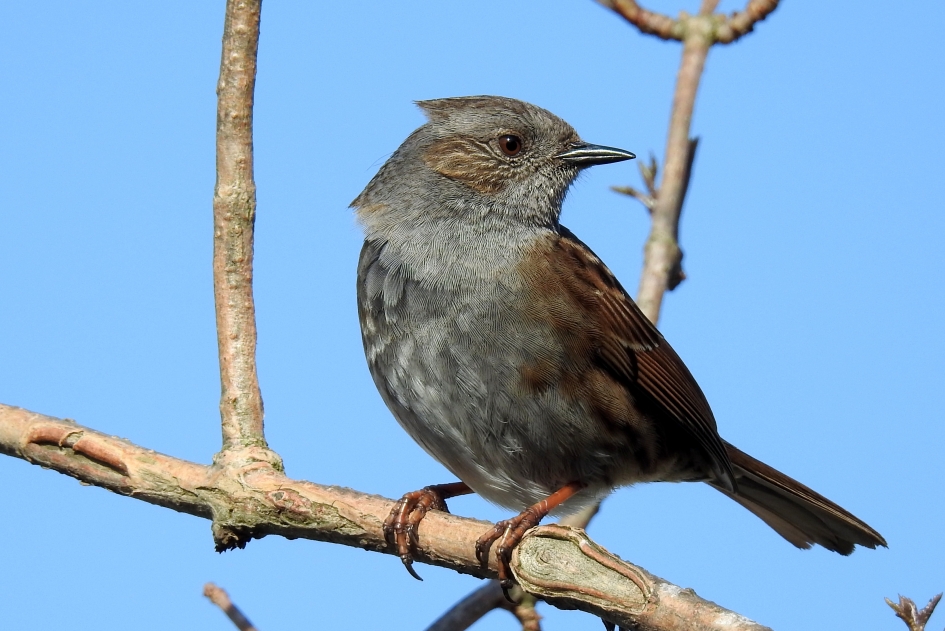 Silverlook - Vogels - Heggenmus