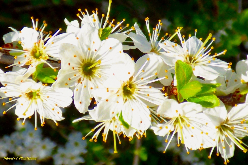 Sleedoorn - Planten - 