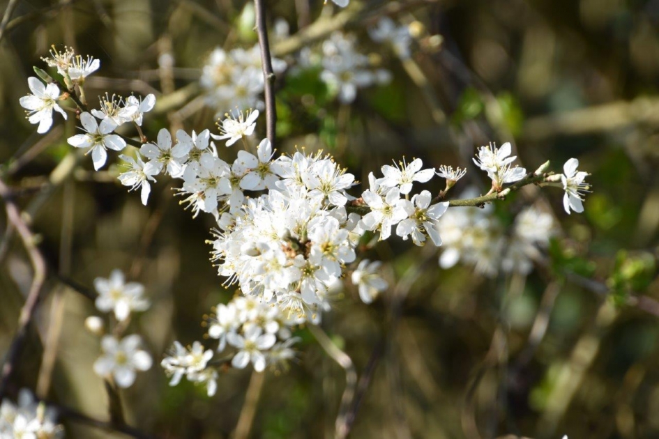 Sleedoorn - Planten - 