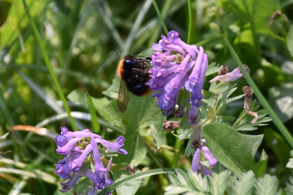 Sleutelhelmbloem met bezoek - Planten - 