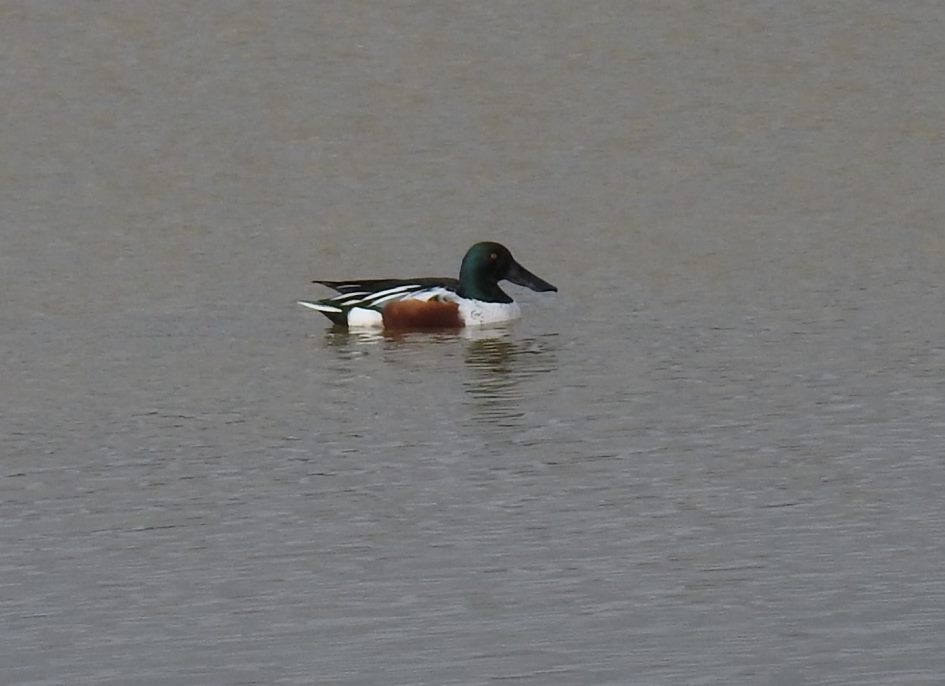 Slobeend man - Vogels - Slobeend