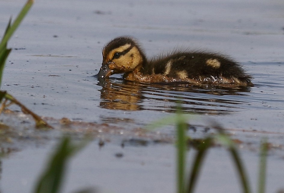slobeendje - Vogels - 