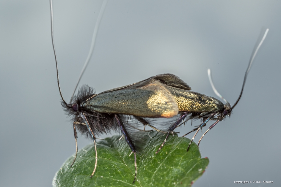 Smaragdlangsprietmot - Geleedpotigen - Smaragdlangsprietmot