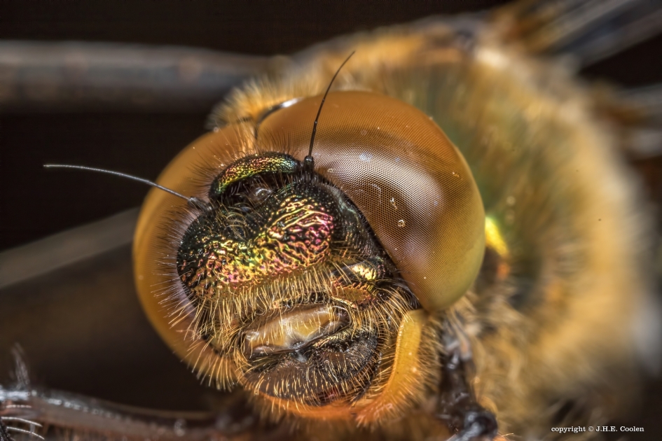 Smaragdlibel - Geleedpotigen - Smaragdlibel