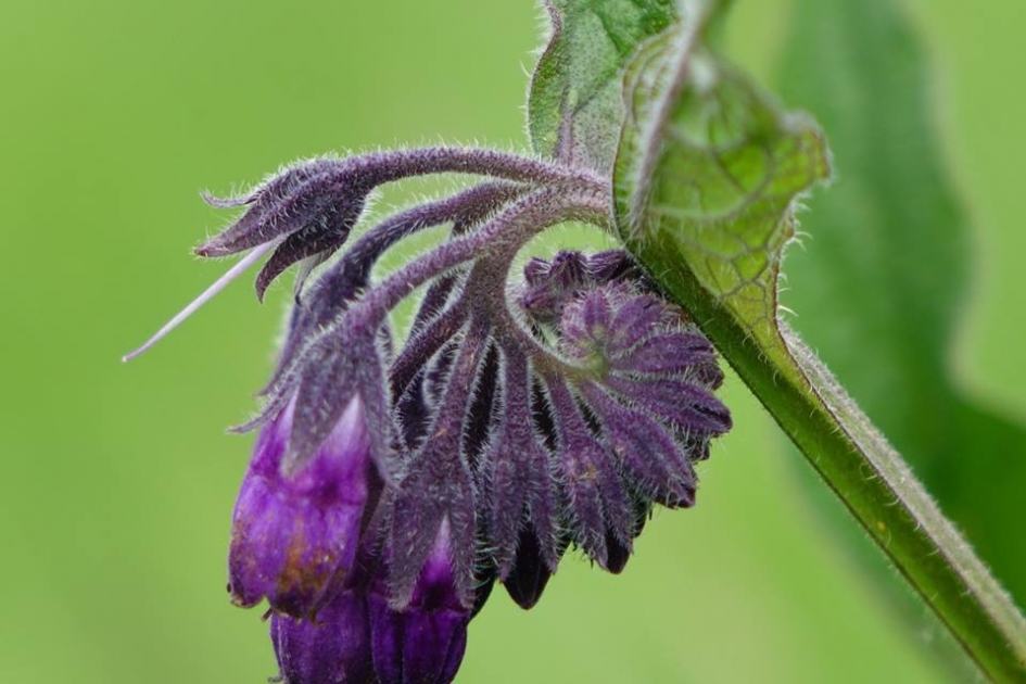 Smeerwortel - Planten - Smmerwortel