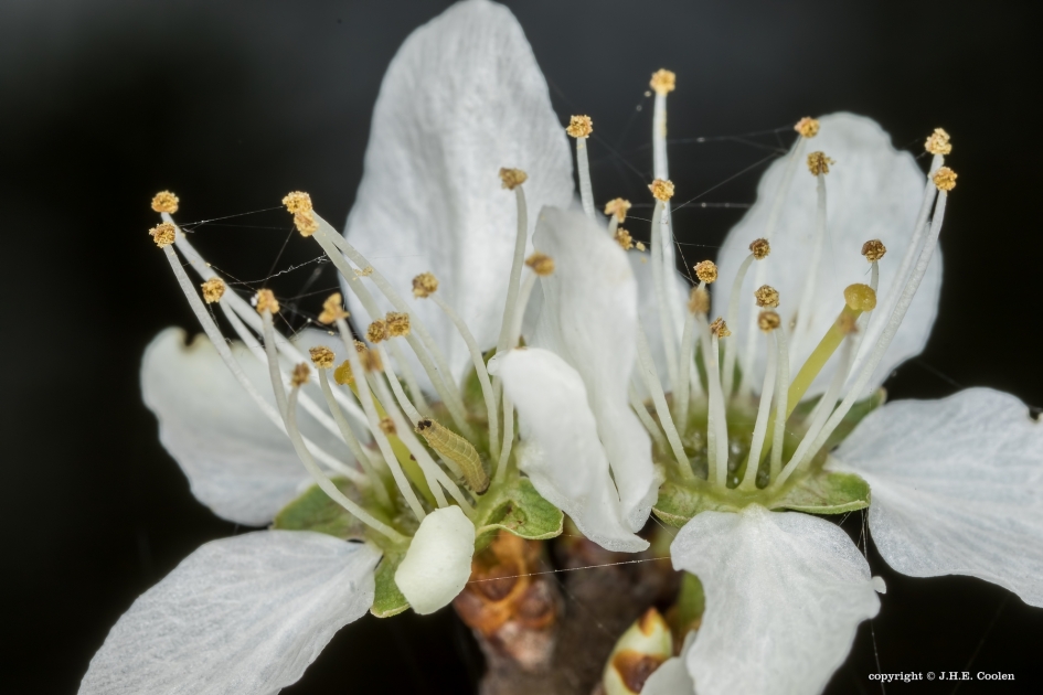 Spannertje - Geleedpotigen - Spanner