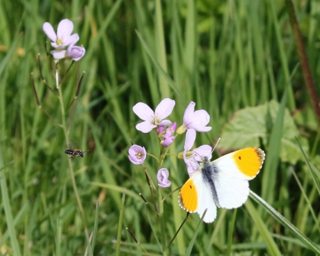 Speciaal voor Koningsdag