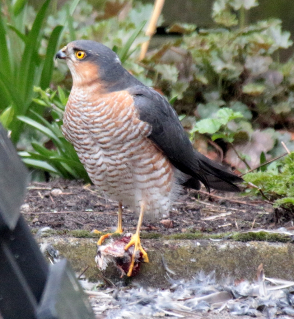 Sperwer - Vogels - Sperwer