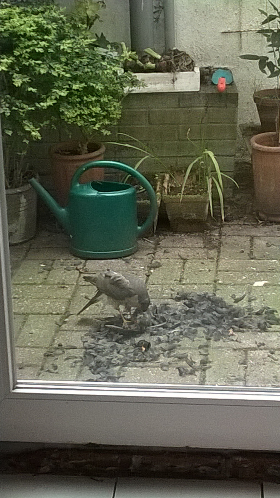 Sperwer neemt merel in stadskoertje te Brugge - Vogels - Sperwer, mannetje