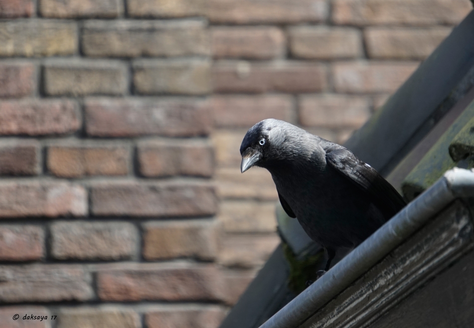 Spiedend oog - Vogels - 