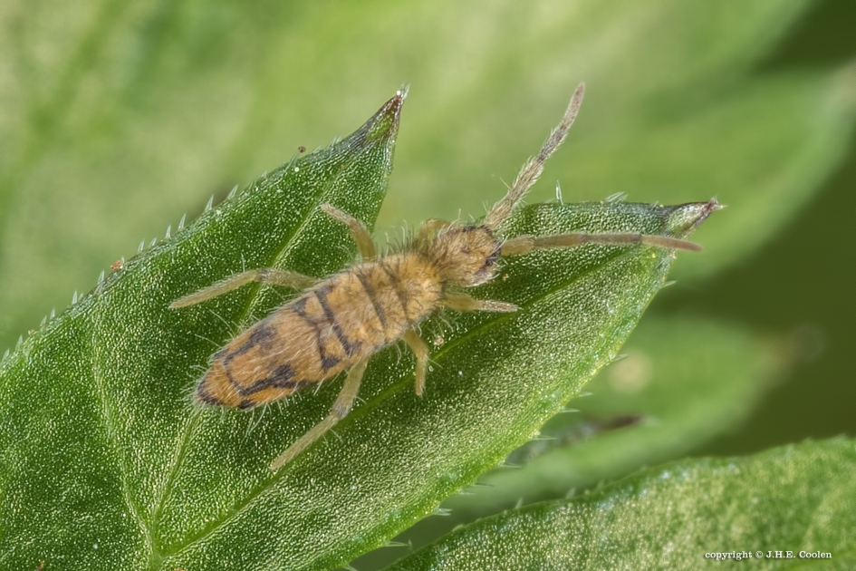 Springstaartje - Geleedpotigen - Springstaartje
