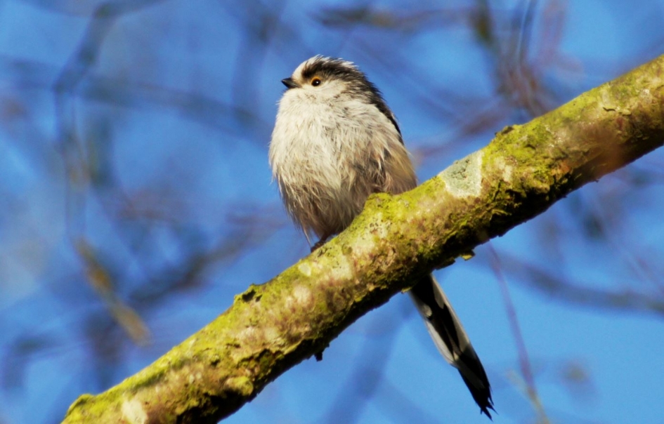 Staartmeesje - Vogels - Staartmeesje